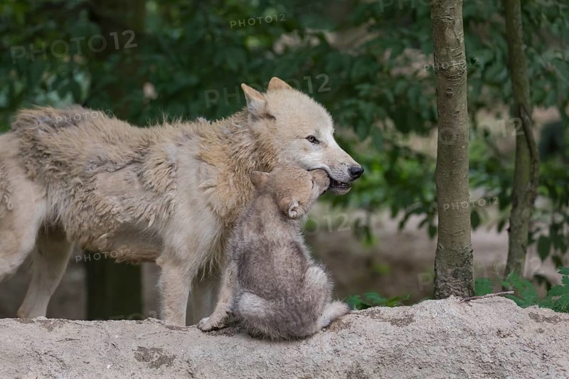 One four weeks old Arctic wolf cub and one adult wolf (Canis lupus arctos) standing on a dry dam of a pond with green forest in the background