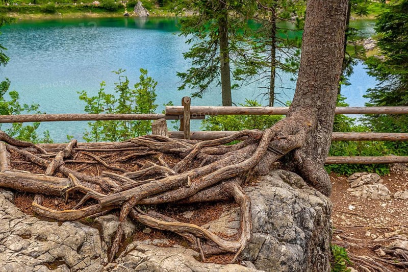Large exposed tree roots clinging to a rock, with lake carezza and lush vegetation in the background, in the italian dolomites