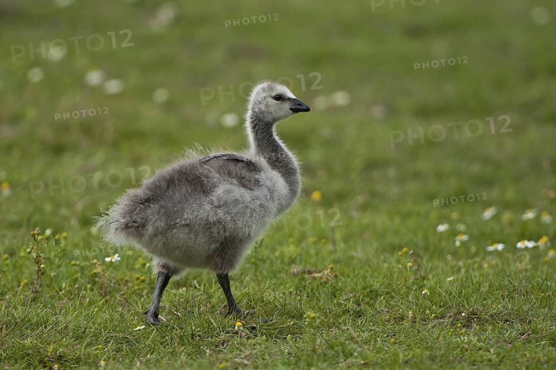 Barnacle Goose (Branta leucopsis) juvenile, Schleswig-Holstein, Germany