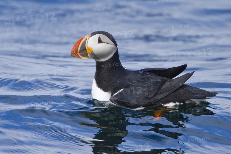 Atlantic Puffin (Fratercula arctica), Newfoundland, Canada