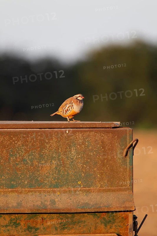 Red legged or French partridge (Alectoris rufa) adult bird on a farmland metal pigsty, England, United Kingdom