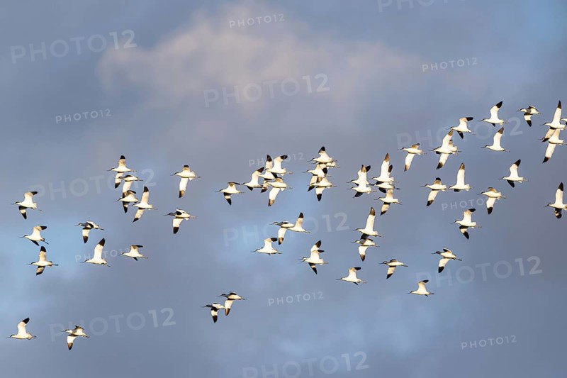 Pied Avocet, Recurvirostra avosetta, birds in flight over winter marshes