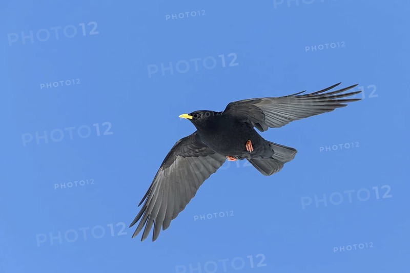 Alpine chough, (Pyrrhocorax graculus), animals, birds, ravens, jackdaw, family of corvids, flight photo, blue sky, Gemmi Pass, Valais, Switzerland