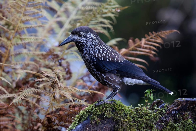 Spotted Nutcracker (Nucifraga caryocatactes) perched on the ground, Baden-Wuerttemberg, Germany