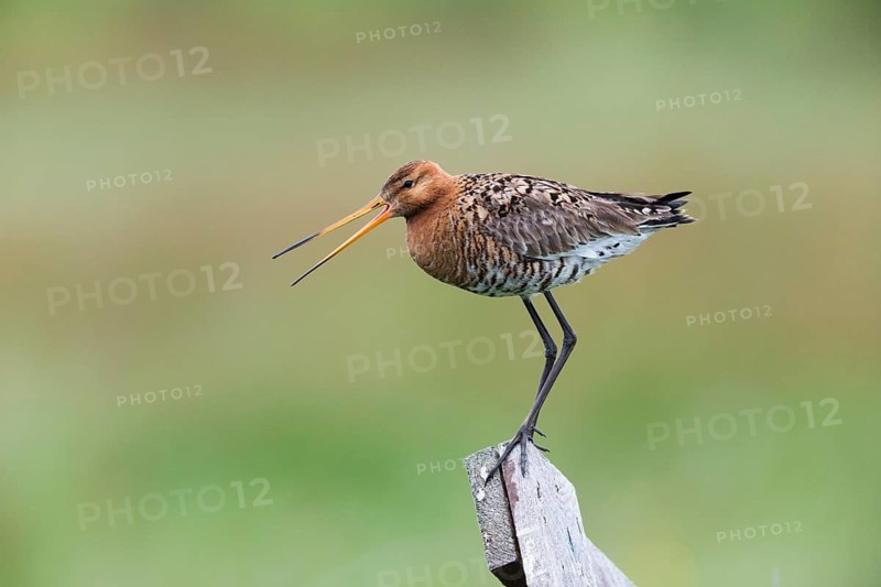 Black-tailed Godwit (Limosa limosa), calling from fence post, in breeding territory, Texel, Holland