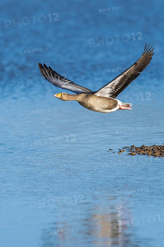 Greylag Goose, Anser anser, bird in flight over winter marshes