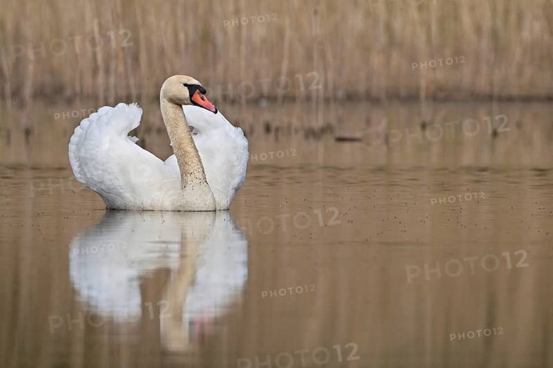 Mute Swan (Cygnus olor) male threatening, Mecklenburg-Western Pomerania, Germany