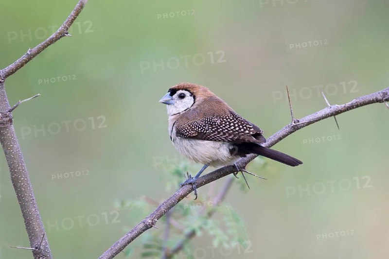 Double-barred Finch (Taeniopygia bichenovii), Queensland, Australia