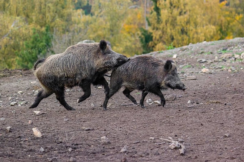 A male wild boar (Sus scrofa) runs after a female to mate