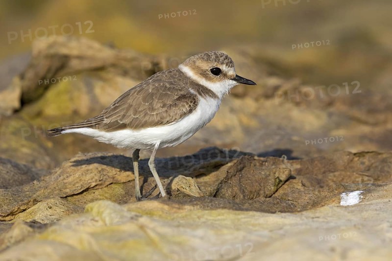 Animals, birds, plover, Kentish plover, (Charadrius alexandrinus), biotope, habitat, foraging, Al Muwalah, Qurayyat, Mu?afaz¸at Masqat, Oman