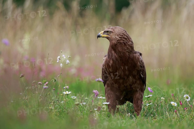 Lesser Spotted Eagle (Clanga pomarina) on grassland, Poland