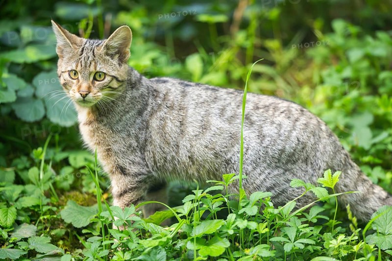 European wildcat (Felis silvestris silvestris) on a meadow, Hesse, Germany