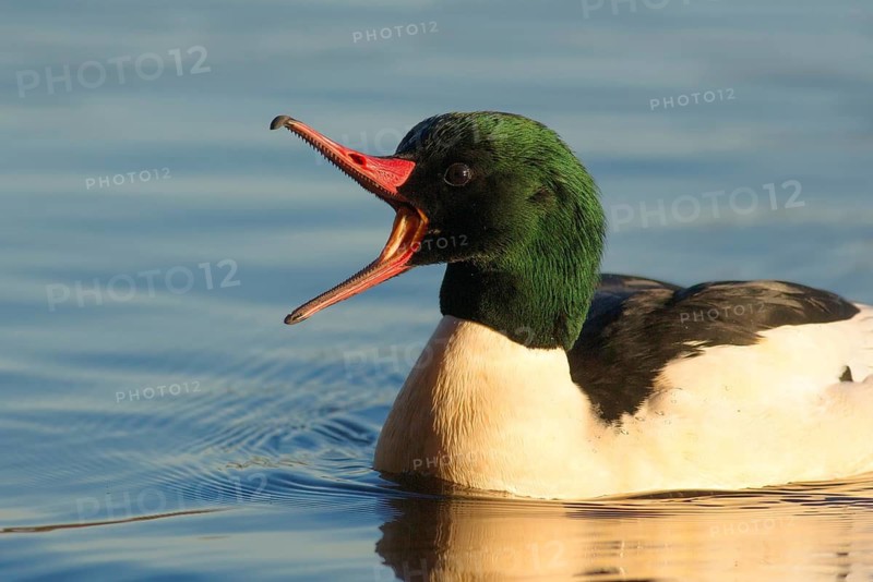 Common Merganser (Mergus merganser americanus) male, British Columbia, Canada