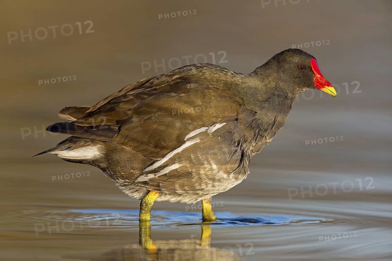 Moorhen, moorhen, moorhen, Gallinula chloropus, rail, rails, animals, birds, Rosensteinpark, Stuttgart, Baden-Würrttemberg, Germany