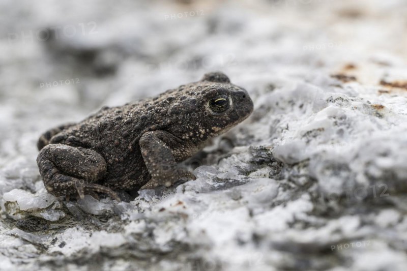 Natterjack toad (Bufo calamita), Emsland, Lower Saxony, Germany