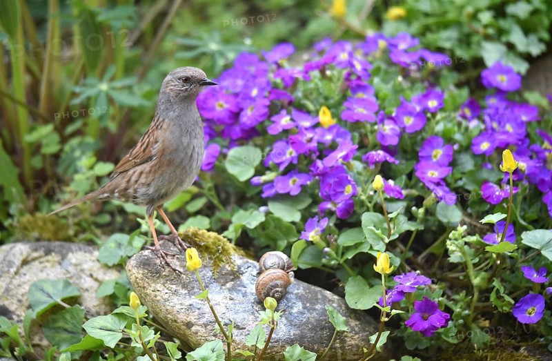 Dunnock, (Prunella modularis) and blue cushion, (Aubrieta) in the garden, Schleswig-Holstein, Germany