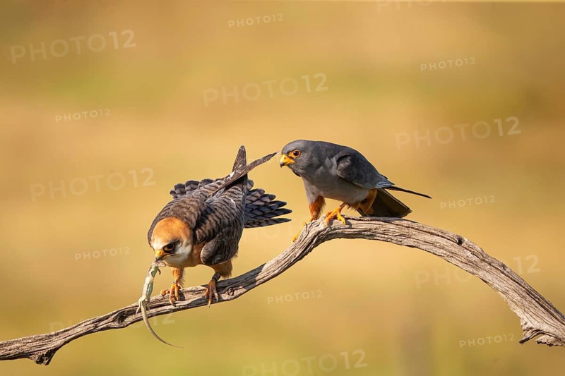 Red-footed falcon (Falco vesperetinus) Male handing over a captured lizard to female, Hungary