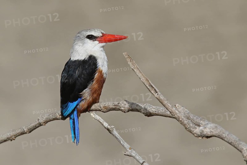 Grey-headed Kingfisher (Halcyon leucocephala) perched on a branch, Santiago, Cape Verde