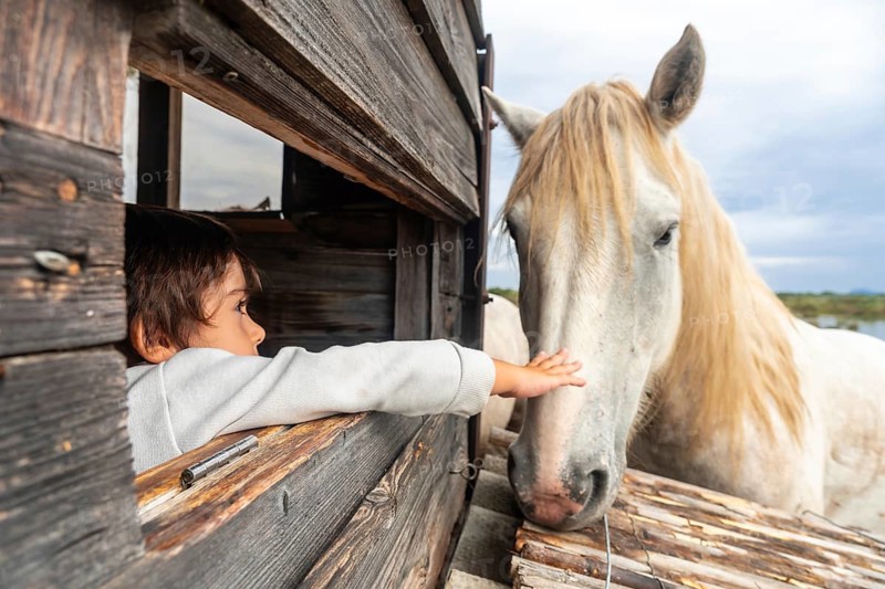 Young boy gently touching a white horse through a wooden fence in s'albufera natural park, mallorca