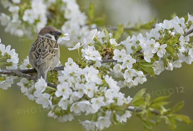 Eurasian Tree Sparrow (Passer montanus), Saxony, Germany
