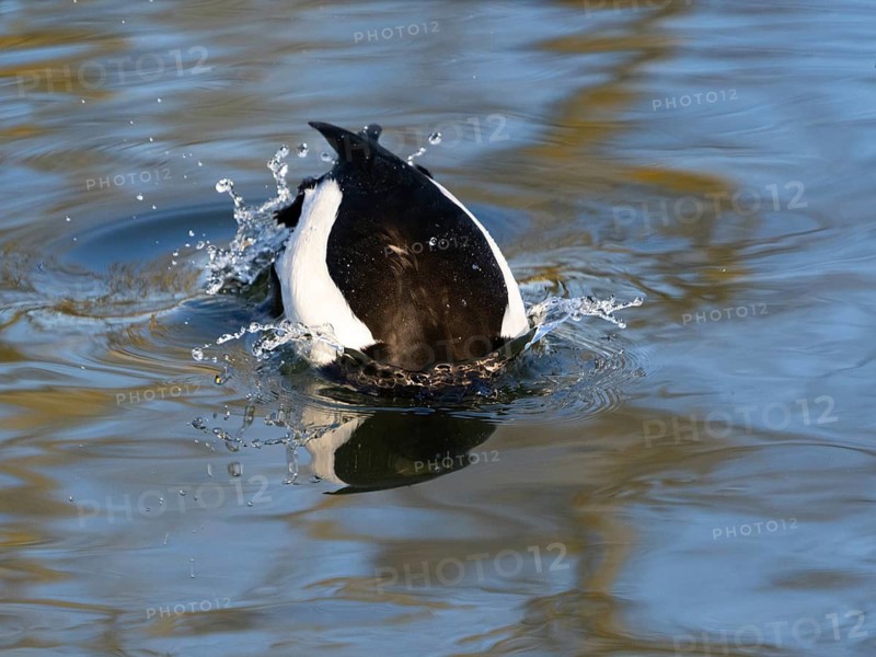 Tufted Duck, (Aythya fuligula), male bird on a lake, about to dive, Hesse, Germany