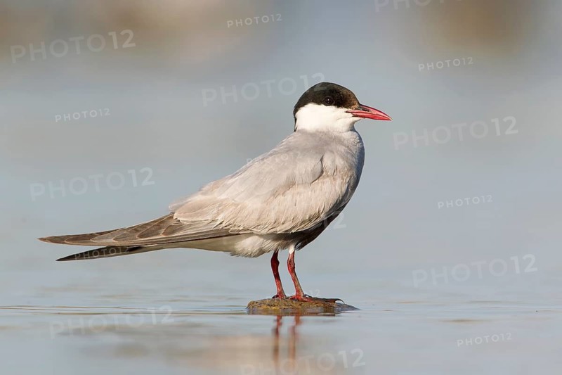 Whiskered Tern (Chlidonias hybrida), Victoria, Australia