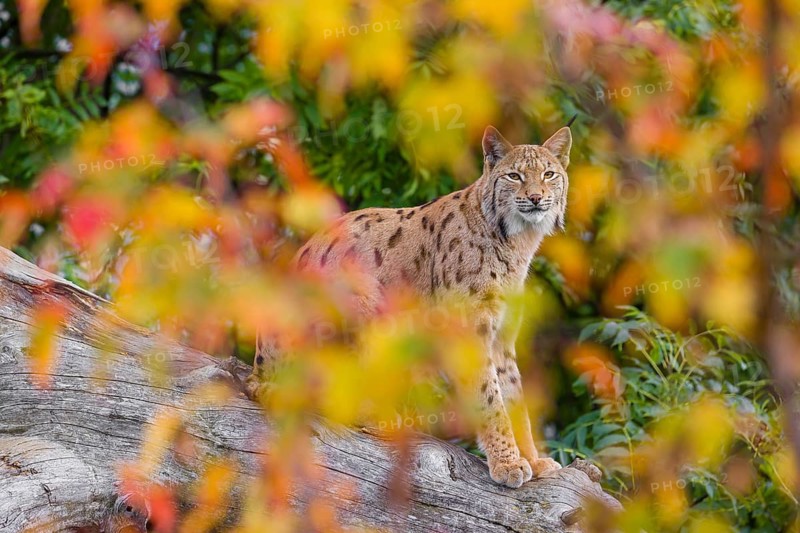 One Eurasian lynx (Lynx lynx) sits on a sloping dead tree, hidden behind autumn leaves