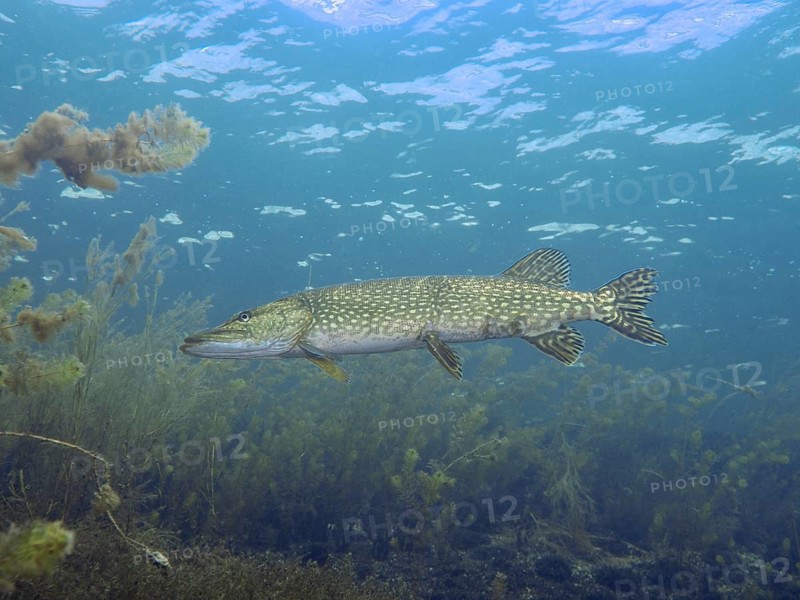 Pike (Esox lucius) swimming in clear water next to aquatic plants. Dive site Parkhaus Post, Überlingen, Lake Constance, Germany