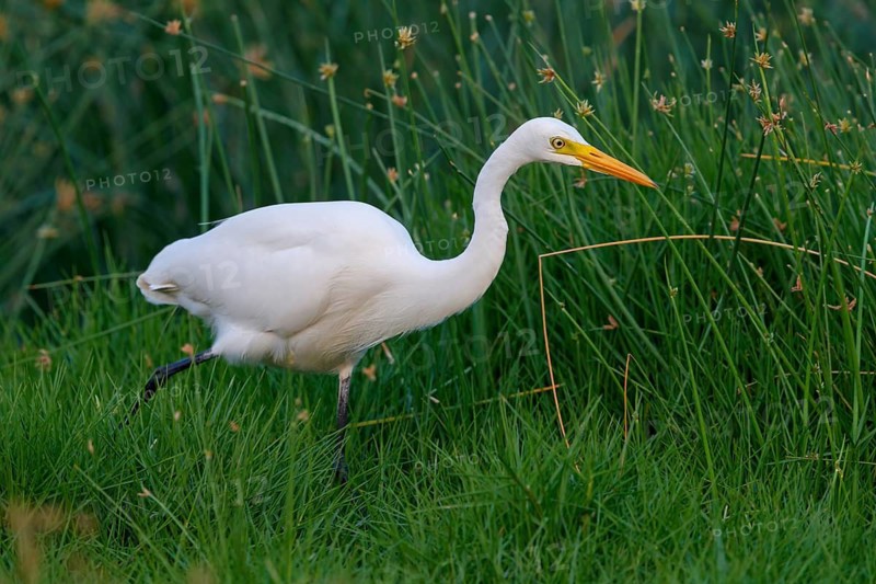 Asian Intermediate Egret, Intermediate Egret, Egretta intermedia, Mesophoyx intermedia, Aigrette intermédiaire, Héron intermédiaire, Garceta intermedia Salalah, Khawr Rawri, Dhofar, Oman