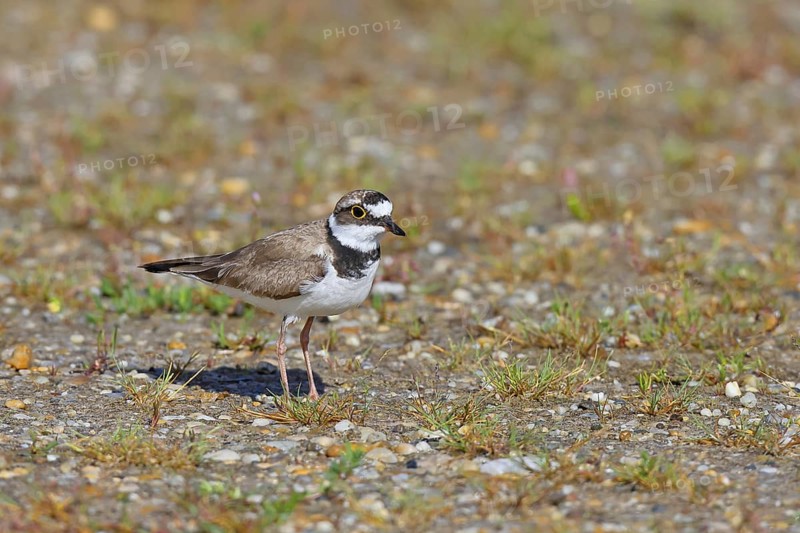 Little Ringed Plover (Charadrius dubius) adult bird standing on the lakeshore, Lake Neusiedl National Park, Burgenland, Austria