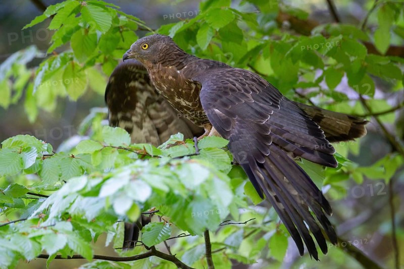 Honey Buzzard (Pernis apivorus), male adult bird perched on a branch, spreading its wings, Bavaria, Germany