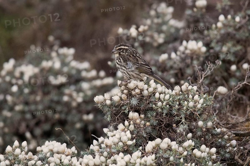 Ankober Serin (Crithagra ankoberensis) perched in a shrub, Amhara, Ethiopia