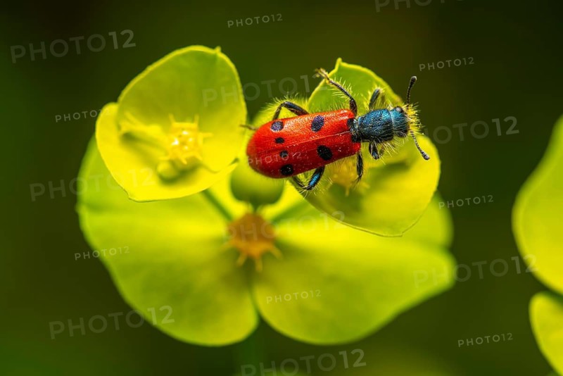 A striking red beetle with black spots, perched on a fresh green flower in a natural setting, showcasing vivid contrast and detailed textures