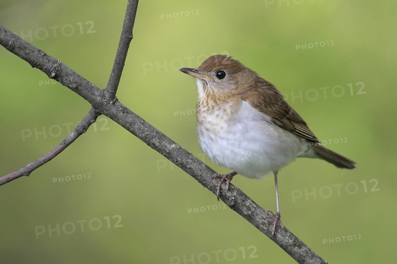 Veery (Catharus fuscescens), West Virginia, USA