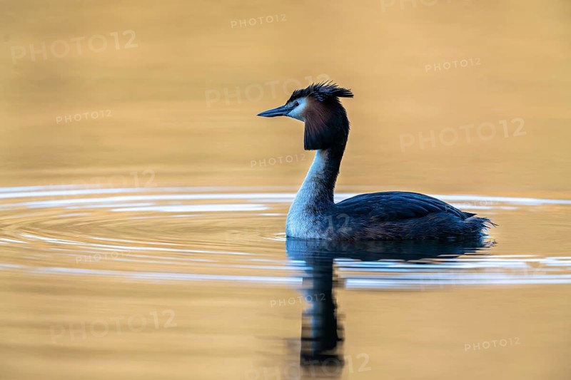 Great Crested Grebe (Podiceps Scalloped ribbonfish), Vulkaneifel, Rhineland-Palatinate, Germany