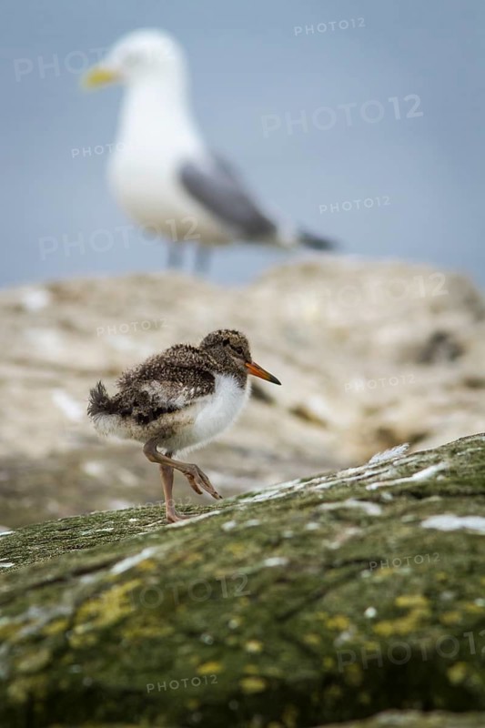 Eurasian Oystercatcher (Haematopus ostralegus) chick, Farne Islands, United Kingdom