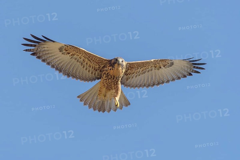 Variable Hawk (Geranoaetus polyosoma) juvenile flying, Santiago Metropolitan, Chile