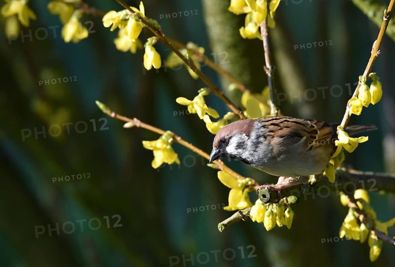 Sparrow, (Passeridae) Sparrow perches in the forsythia, (Forsythia × intermedia)