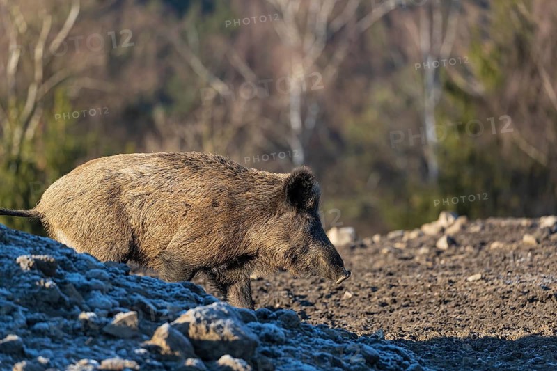 One wild boar or wild pig (Sus scrofa) searching for food on a hoar frosted opening