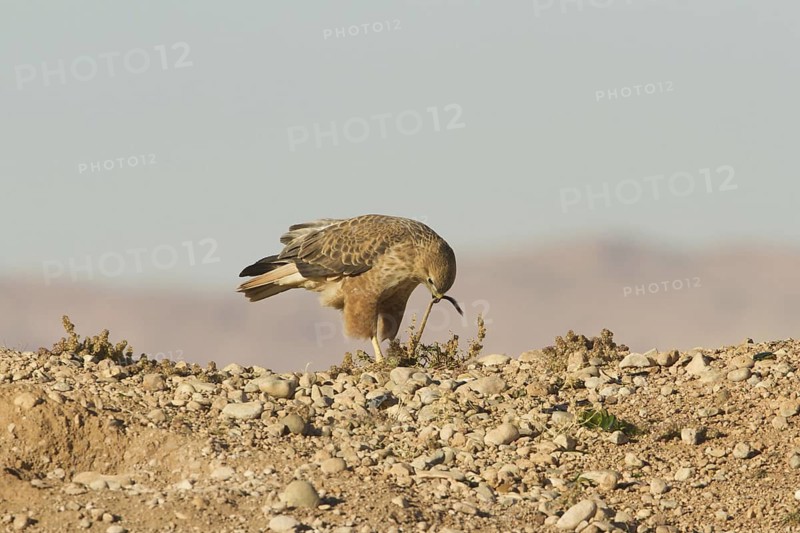 Long-legged Buzzard (Atlas) (Buteo rufinus cirtensis), Morocco