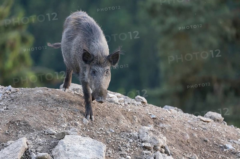 One wild boar or wild pig (Sus scrofa), standing on a hill of debris, with sky in background