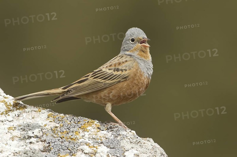 Cretzschmar's Bunting (Emberiza caesia) male singing, Turkey
