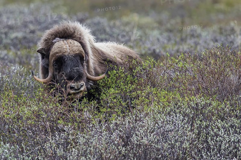 Moschusochse (Ovibos moschatus) muskox