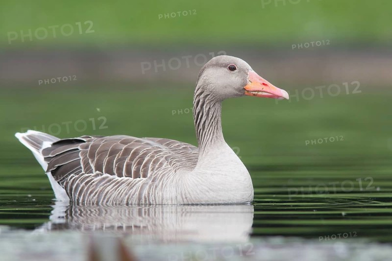 Greylag Goose (Anser anser), Baden-Wuerttemberg, Germany