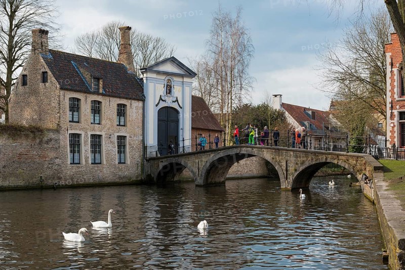 Swan on the Minnewater, city trip, UNESCO, religious, religion, old town, West Flanders, Flanders, Middle Ages, trading metropolis, textile industry, tourism, travel, history, culture, idyllic, monastery, nuns, beguinage, Bruges, Belgium