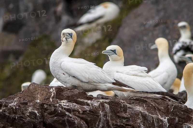 Northern Gannet (Morus bassanus), Bass Rock, Scotland, United Kingdom