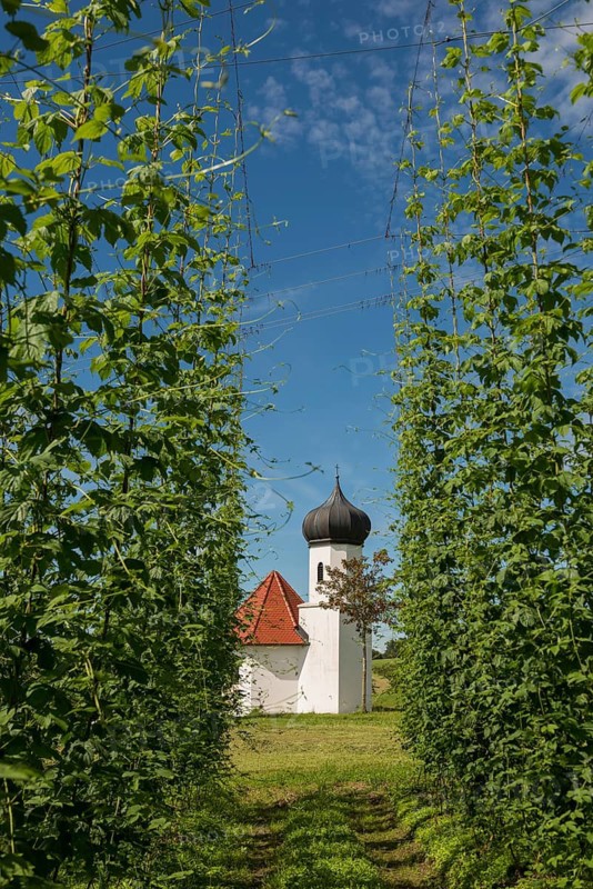 Chapel and hop gardens, hop growing, hop plantation, St George's Chapel, St George's Chapel, Dietmannsweiler, near Tettnang, Upper Swabia, Lake Constance, Baden-Württemberg, Germany