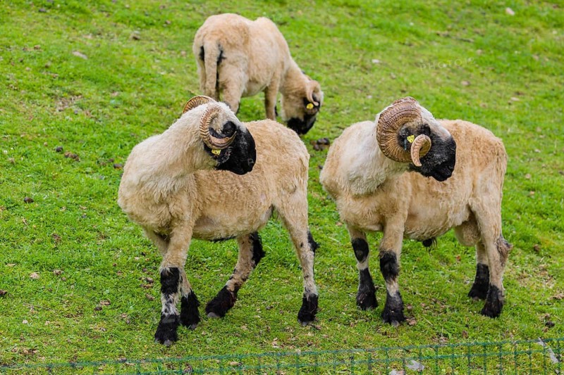 Three Valais Blacknose sheep (Avis Aries) stand on a green meadow on hilly ground