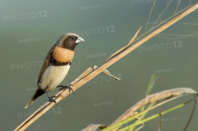 Chestnut-breasted Mannikin (Lonchura castaneothorax), Queensland, Australia