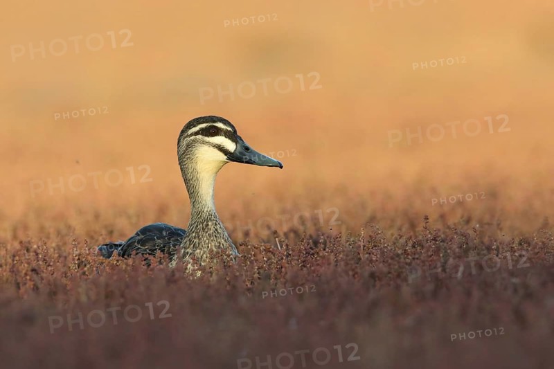 Pacific Black Duck (Anas superciliosa), Victoria, Australia